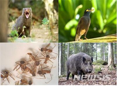 [세종=뉴시스] 유입주의 생물 4종. 왼쪽 상단부터 시계방향으로 작은몽구스, 검은목갈색찌르레기, 줄무늬멧돼지, 긴다리비틀개미. (사진=환경부 제공). 2020.05.17. photo@newsis.com