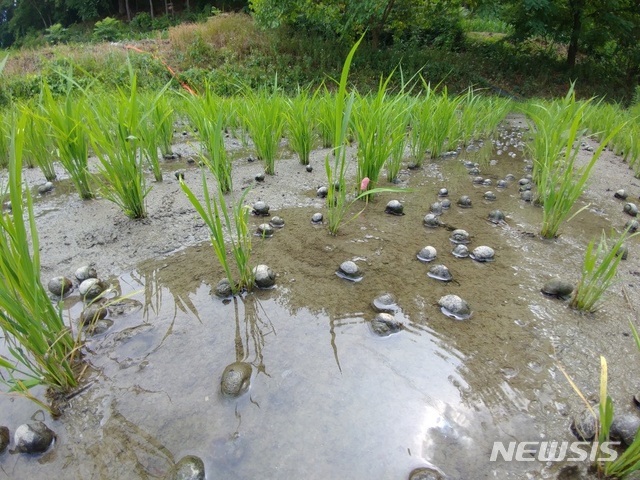 친환경 벼재배 농법 왕우렁이. (사진=뉴시스 DB)