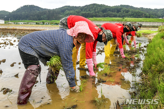 [포항=뉴시스] 강진구 기자 = 해병대1사단은 18일부터 29일까지 일선 지자체와 연계해 농번기 일손이 부족한 지역농가를 위한 대민지원에 나서고 있다고 밝혔다.모심기 대민지원에 나서고 있는 해병대 장병들.(사진=해병대1사단 제공) 2020.05.18.  photo@newsis.com