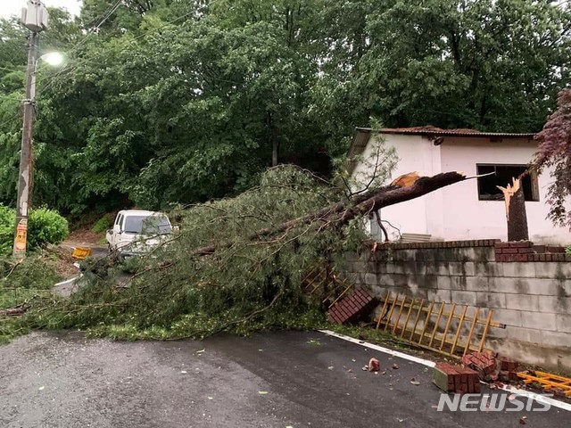 [괴산=뉴시스] 조성현 기자 = 18일 오후 6시께 괴산군 사리면 일대 쓰러진 나무 사진. (사진 = 독자제공) 2020.05.18. photo@newsis.com