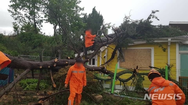 [괴산=뉴시스] 조성현 기자 = 18일 오후 6시께 괴산군 사리면 일대 쓰러진 나무 사진. (사진 = 독자제공) 2020.05.18. photo@newsis.com