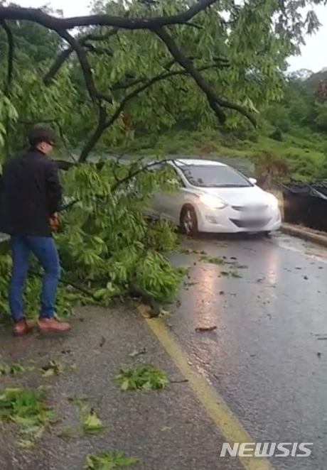 [괴산=뉴시스] 조성현 기자 = 18일 오후 6시께 괴산군 사리면 일대 쓰러진 나무 사진. (사진 = 독자제공) 2020.05.18. photo@newsis.com