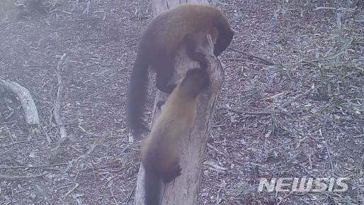 [세종=뉴시스] 지난 4월4일 지리산 국립공원 내에서 포착된 담비의 하늘다람쥐 사냥 모습. (사진=국립공원공단 제공). 2020.05.19. photo@newsis.com