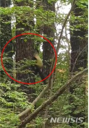 [세종=뉴시스] 지난 10일 포착된 내장산 국립공원 내 담비의 청설모 사냥 모습. (사진=국립공원공단 제공). 2020.05.19. photo@newsis.com