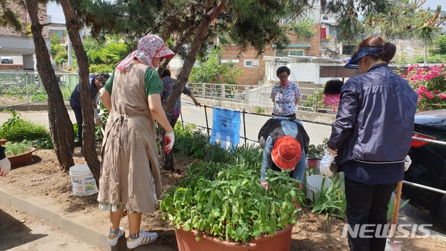 [전주=뉴시스] 한훈 기자 = 전북 전주시와 용머리여의주마을 도시재생현장지원센터는 마을 내 공간을 주민들이 직접 꽃밭으로 만들어 관리하는 '공동체텃밭 조성사업'을 8월까지 추진할 계획이라고 19일 밝혔다.(사진=전주시 제공).2020.05.19. photo@newsis.com 