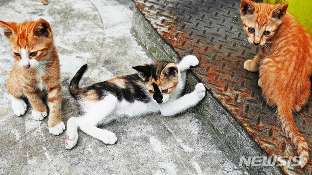 기사 중 특정내용과 무관