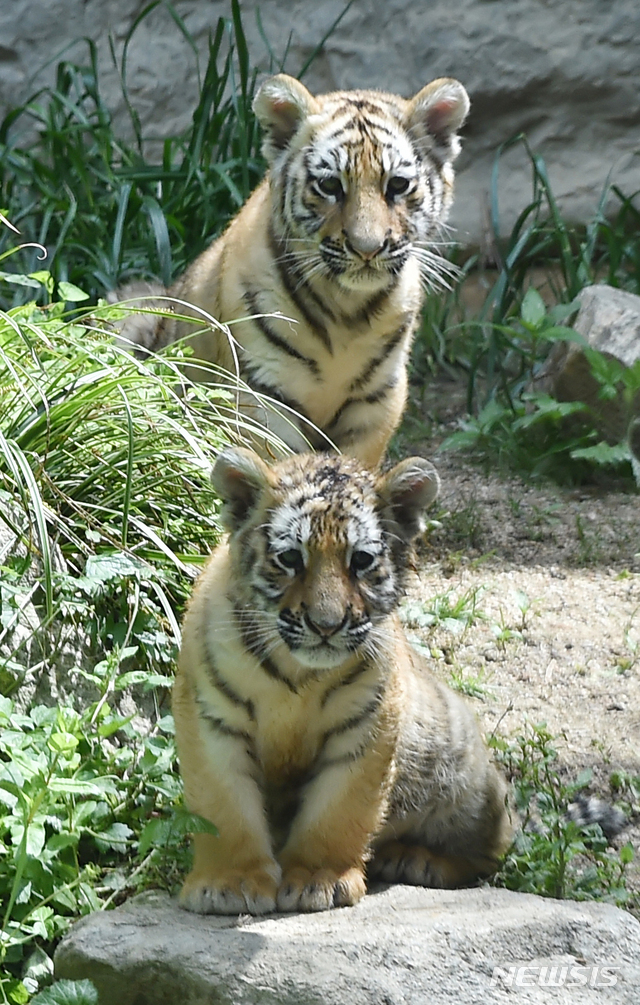[용인= 뉴시스] 김종택기자 = 세계 생물다양성의 날을 하루 앞둔 21일 경기 용인시 에버랜드에서 지난2월 태어난 아기 한국호랑이 남매가 생후 100일을 앞두고 공개됐다.에버랜드는 코로나19 상황 속에서 새 생명으로 태어난 한국 호랑이 남매에게 새로운 희망과 극복의 의미를 담아 이름을 지어주는 고객 참여 현장 이벤트를 5월말에 진행할 예정이다. 2020.05.21.semail3778@naver.com