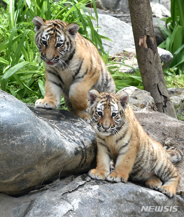 [용인= 뉴시스] 김종택기자 = 세계 생물다양성의 날을 하루 앞둔 21일 경기 용인시 에버랜드에서 지난2월 태어난 아기 한국호랑이 남매가 생후 100일을 앞두고 공개됐다. 에버랜드는 코로나19 상황 속에서 새 생명으로 태어난 한국 호랑이 남매에게 새로운 희망과 극복의 의미를 담아 이름을 지어주는 고객 참여 현장 이벤트를 5월말에 진행할 예정이다. 2020.05.21. semail3778@naver.com
