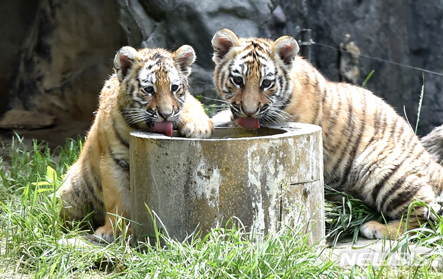 [용인= 뉴시스] 김종택기자 = 세계 생물다양성의 날을 하루 앞둔 21일 경기 용인시 에버랜드에서 지난2월 태어난 아기 한국호랑이 남매가 생후 100일을 앞두고 공개됐다.에버랜드는 코로나19 상황 속에서 새 생명으로 태어난 한국 호랑이 남매에게 새로운 희망과 극복의 의미를 담아 이름을 지어주는 고객 참여 현장 이벤트를 5월말에 진행할 예정이다. 2020.05.21.semail3778@naver.com