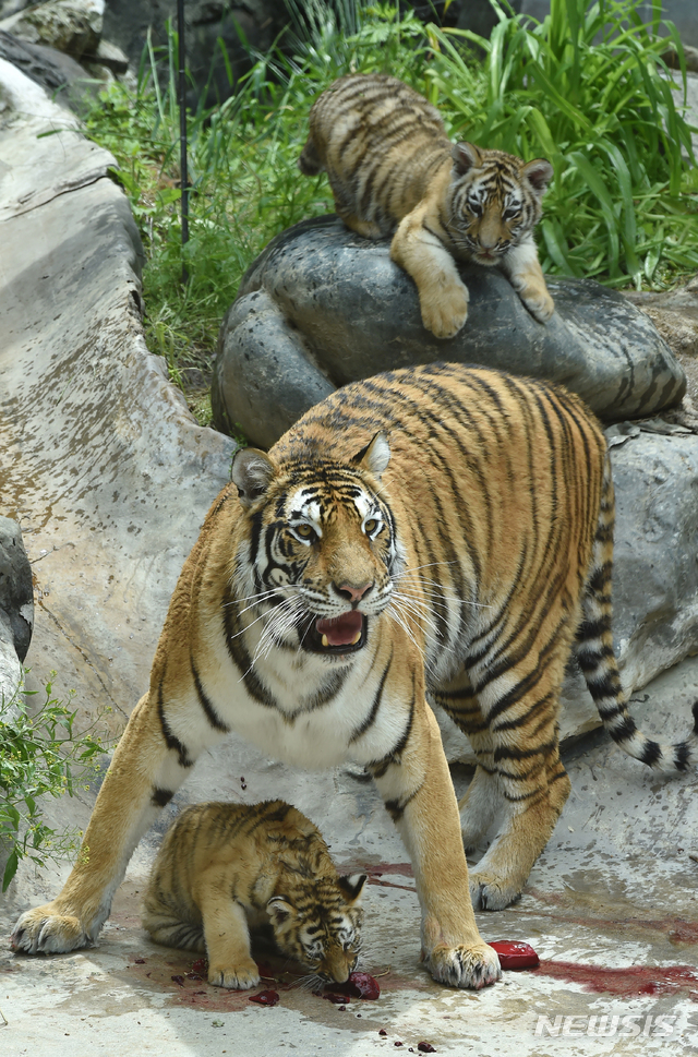 [용인= 뉴시스] 김종택기자 = 세계 생물다양성의 날을 하루 앞둔 21일 경기 용인시 에버랜드에서 지난2월 태어난 아기 한국호랑이 남매가 생후 100일을 앞두고 공개됐다. 에버랜드는 코로나19 상황 속에서 새 생명으로 태어난 한국 호랑이 남매에게 새로운 희망과 극복의 의미를 담아 이름을 지어주는 고객 참여 현장 이벤트를 5월말에 진행할 예정이다. 2020.05.21. semail3778@naver.com