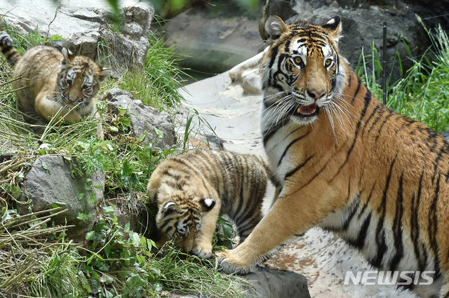 [용인= 뉴시스] 김종택기자 = 세계 생물다양성의 날을 하루 앞둔 21일 경기 용인시 에버랜드에서 지난2월 태어난 아기 한국호랑이 남매가 생후 100일을 앞두고 공개됐다. 에버랜드는 코로나19 상황 속에서 새 생명으로 태어난 한국 호랑이 남매에게 새로운 희망과 극복의 의미를 담아 이름을 지어주는 고객 참여 현장 이벤트를 5월말에 진행할 예정이다. 2020.05.21. semail3778@naver.com
