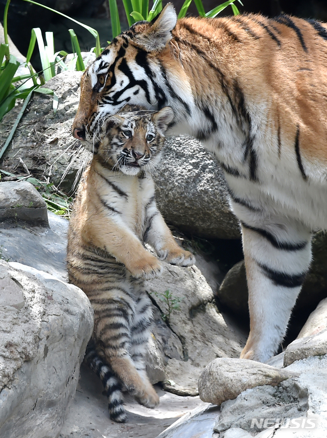 [용인= 뉴시스] 김종택기자 = 세계 생물다양성의 날을 하루 앞둔 21일 경기 용인시 에버랜드에서 지난2월 태어난 아기 한국호랑이 남매가 생후 100일을 앞두고 공개됐다. 에버랜드는 코로나19 상황 속에서 새 생명으로 태어난 한국 호랑이 남매에게 새로운 희망과 극복의 의미를 담아 이름을 지어주는 고객 참여 현장 이벤트를 5월말에 진행할 예정이다. 2020.05.21. semail3778@naver.com