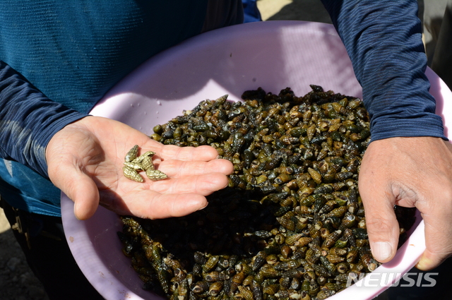 [뉴트로 푸드]물 맑은 괴강서 건진 보물 식재료 '괴산 올갱이' 