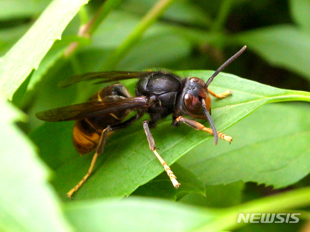 [당진=뉴시스] 등검은말벌. 뉴시스DB