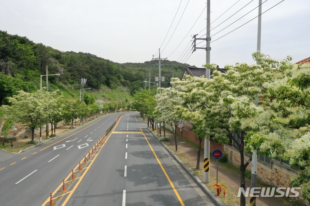 [김해=뉴시스] 김해 가로수 이팝나무 전경 