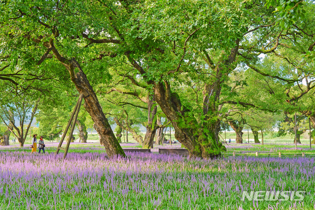 성밖숲 (사진=성주군 제공)