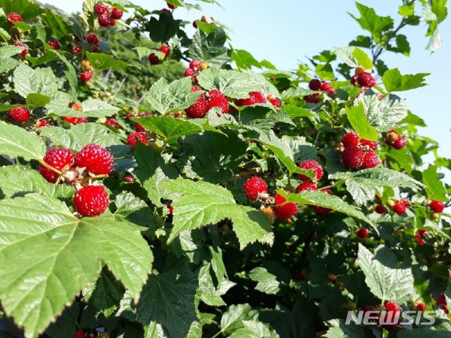 [안동=뉴시스] 포항 특산물 산딸기 (사진=경북도 제공) 2024.08.01