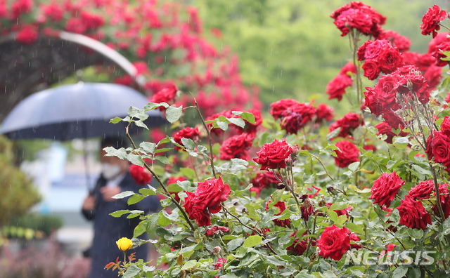 [인천=뉴시스] 이종철 기자 = 비가 오는 2일 오전 인천시 남동구 문화예술회관 광장 장미터널로 시민이 우산을 쓰고 걸어가고 있다. 2020.06.02. jc4321@newsis.com