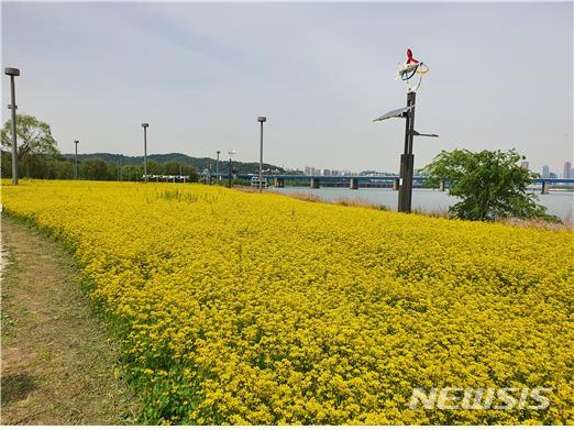 [서울=뉴시스] 서래섬 유채밭 작황사진. (사진=서울시 제공) 2020.06.03.photo@newsis.com 