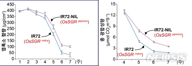 [대전=뉴시스] 엽록소 함량 변화와 총광합성량 차이.