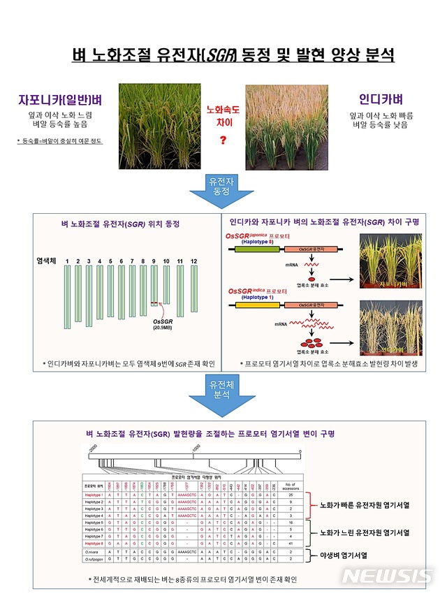 [대전=뉴시스] 벼 노화조절 유전자(OsSGR) 동정 및 발현 양상 분석 모식도.