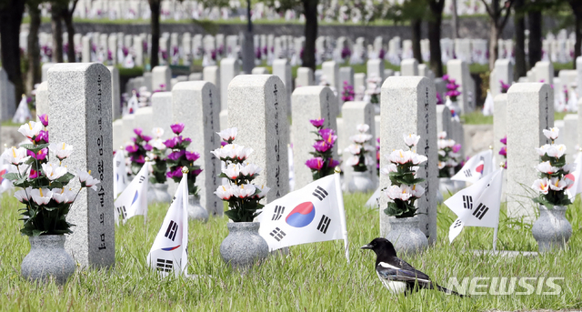 [서울=뉴시스]최진석 기자 = 제65회 현충일을 이틀 앞둔 4일 서울 동작구 국립서울현충원에서 까치가 묘역을 거닐고 있다. 2020.06.04. myjs@newsis.com