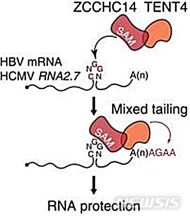 TENT4 단백질, ZCCHC14 단백질 복합체의 혼합꼬리 생성과 바이러스 RNA 안정화 메커니즘
