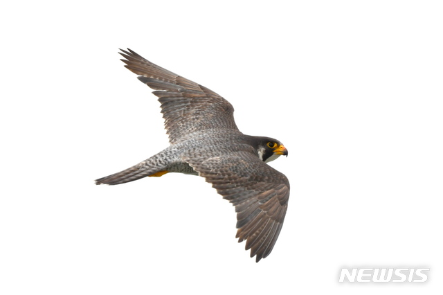 [신안=뉴시스] 멸종위기야생생물Ⅰ급이자 천연기념물 323호로 지정된 '매'. (사진=신안군 제공) 2020.06.05. photo@newsis.com 