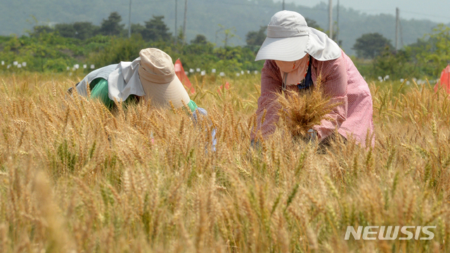 [완주=뉴시스] 김얼 기자 = 우리밀 수확 모습. 2020.06.05.pmkeul@newsis.com