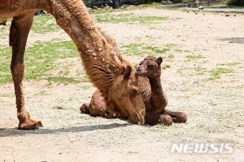 [서울=뉴시스] 서울대공원 낙타모녀 모습. (사진=서울시 제공) 2020.06.07.photo@newsis.com 