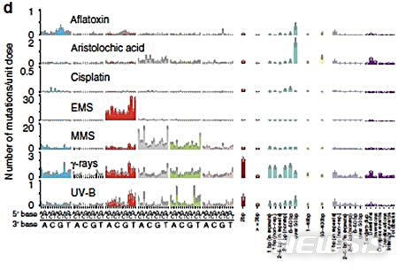[대전=뉴시스] 그림은 DNA 손상물질 종류에 따라 생성되는 돌연변이 시그니처 양상으로 DNA 손상물질의 종류에 따라 각기 다른 돌연변이 시그니처가 일어난다는 사실을 보여준다.