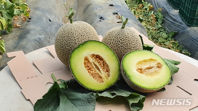 곡성 멜론. (사진=곡성군 제공)