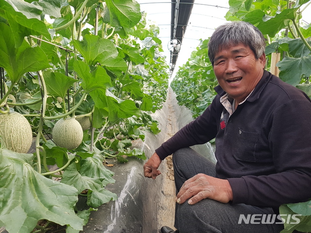 곡성 멜론. (사진=곡성군 제공)