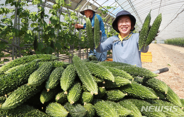 [서울=뉴시스] 2일 한국식품커뮤니케이션포럼(KOFRUM)에 따르면 인제대 일산백병원 영양부 이은영 선임 영양사는 한국당뇨병학회지 최근호에 이런 내용을 골자로 한 ‘당뇨병과 기능식품’을 게재했다. 여주는 섬유질이 풍부하고 비타민C, 마그네슘, 미네랄 등 다양한 성분이 들어 있는 채소이며 당뇨예방에 좋은 천연 인슐린으로 알려져 있다. (사진=함양군 제공) 2023.05.02. photo@newsis.com