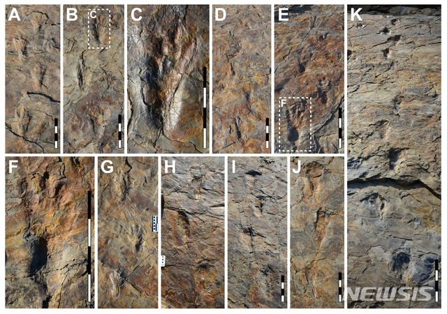 [진주=뉴시스] 사천 자혜리 원시악어 발자국 보행렬과 발자국.