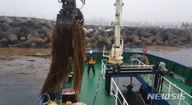 [서울=뉴시스] 청항선 온바르호에 설치된 굴삭기를 활용해 괭생이모자반을 수거하는 모습. (제공 = 해양환경공단) 