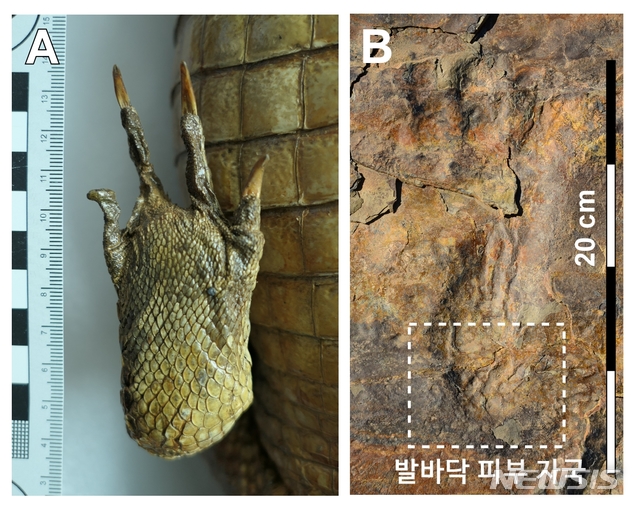 [서울=뉴시스]발바닥 피부 자국 비교(사진=김경수 교수·퀸즐랜드대 제공)2020.06.12 photo@newsis.com 
