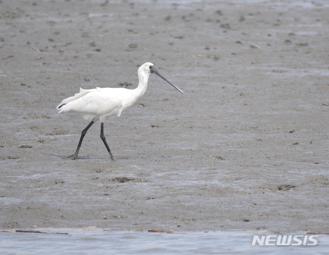 순천만습지에서 발견된 멸종위기종 저어새. 15일 20마리가 관찰됐다.