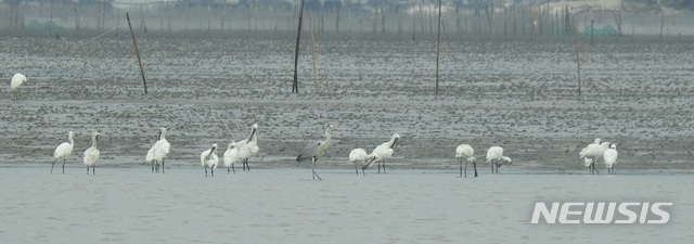 순천만습지에서 발견된 멸종위기종 저어새. 15일 20마리가 관찰됐다. 