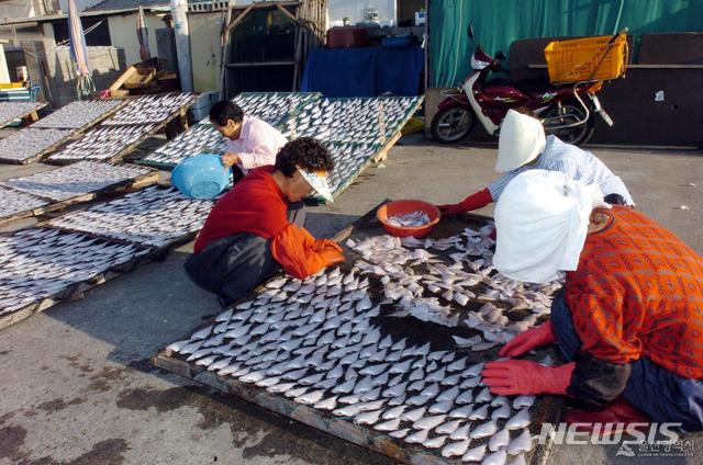 [울산=뉴시스] 박수지 기자 = 어민들이 울산 동구 방어진항에서 비늘을 벗겨낸 용가자미를 말리고 있다. 2020.06.15.(사진=울산시 제공) photo@newsis.com 