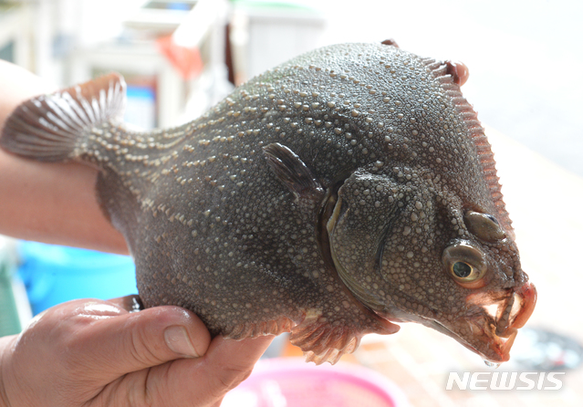[울산=뉴시스] 배병수 기자 = 울산 방어진항에서 잡힌 줄가자미. 2020.06.15. bbs@newsis.com