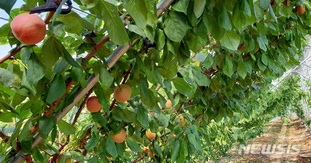 [진도=뉴시스] 진도에서 생산된 신품종 과일 '플럼코트'. (사진=진도군 제공) 2020.06.16. photo@newsis.com