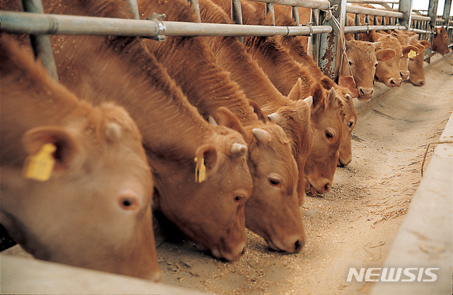 (사진= 농협안심축산 제공)