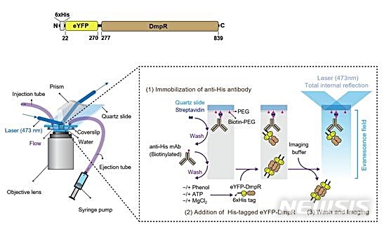 [대전=뉴시스] 단일 분자 형광법에 의한 DmpR 상태 변화 추적 모식도.