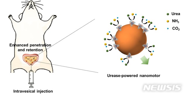 [포항=뉴시스] 강진구 기자 = 포스텍(총장 김무환)은 신소재공학과 한세광 교수, 최현식 박사 연구팀이 방광 속에서 질병을 치료하는 나노모터를 개발했다고 18일 밝혔다.사진은 관련 연구흐름도.(사진=포스텍 제공) 2020.06.18. photo@newsis.com