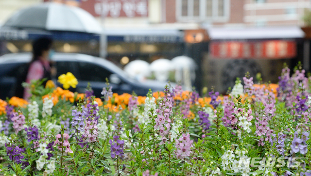[전주=뉴시스] 김얼 기자 = 완연한 날씨와 함께 시원한 여름비가 내린 18일 전북 전주시 전주한옥마을 꽃밭 뒤로 관광객들이 길을 지나고 있다. 2020.06.18.pmkeul@newsis.com