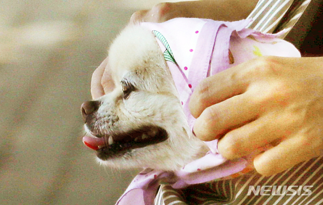 [인천=뉴시스] 이종철 기자 = 무더운 날씨가 이어진 지난 22일 오후 인천 남동구 구월동의 한 도로에서 시민이 더위에 지친 강아지에게 손수건으로 햇볕을 가려주고 있다. 2020.06.22. jc4321@newsis.com