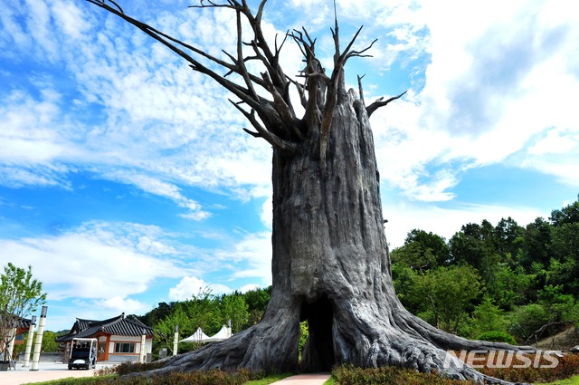  17m 높이의 신화목 (사진=군위군 제공)