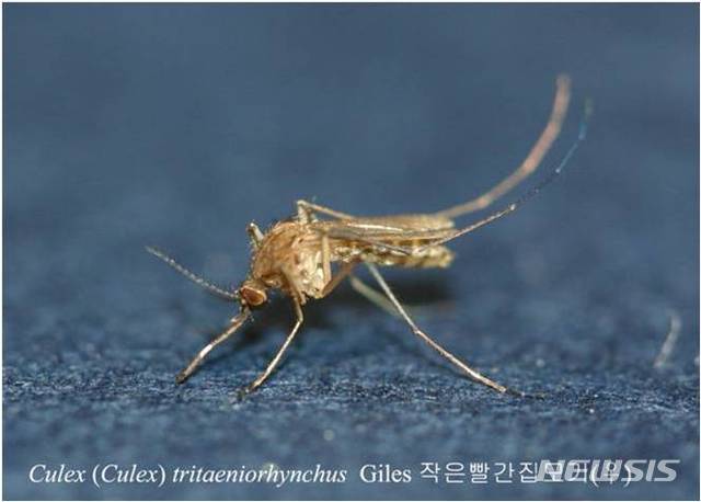 [대구=뉴시스] 일본뇌염 매개모기인 작은빨간집모기. 뉴시스DB. 2023.06.07. photo@newsis.com