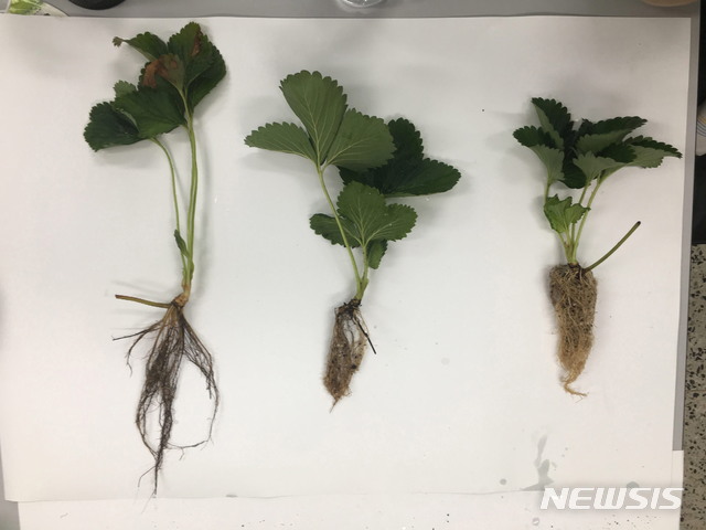 [안동=뉴시스] (왼쪽부터) 토경, 비가림고설, 노지고설로 재배된 딸기 묘. 노지고설 묘의 뿌리가 가장 많고 웃자람이 없어 키는 작다. (사진=경북도 제공) 2020.06.29
